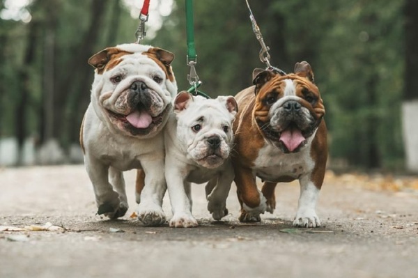 Dog sizes- How to choose the right dog for your family