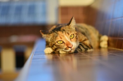 Cats - How to deal with separation anxiety