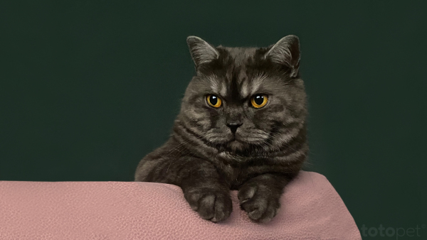 An interview with Hugo, a British Shorthair cat