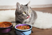 Choosing the right diet for your cat