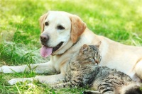 Why spaying or neutering your pet is a responsible and healthy choice