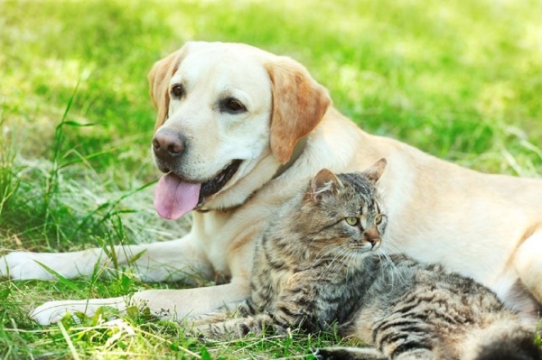 Why spaying or neutering your pet is a responsible and healthy choice